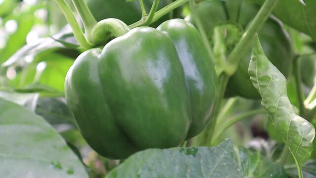 Close-up video of green peppers