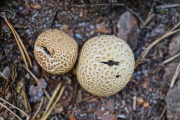 two round brown toadstool mushroom on the ground in nature in the forest