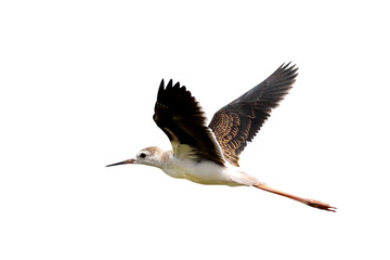 Beautiful of Pied stilt flying isolated on transparent background png file	