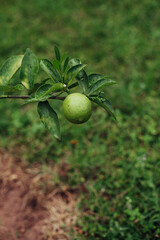Photo of green orange in its plant. Concept of plants and flowers.