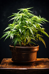 Cannabis bush used in medicine. AI generativ.