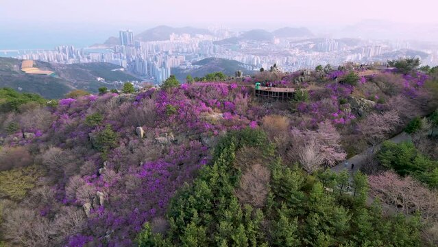 Jindallae azalea blooming in hwangryeongsan mountain, Busan, South Korea, Asia