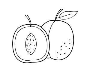 Obraz premium Hand drawn fruit of Apricot whole and half. Sketch of organic food. Apricot fruits in minimal linear style isolated for decoration, engraving, label, poster, print and menu. Vector illustration