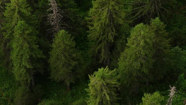 Aerial view of green summer forest with spruce and pine trees .
