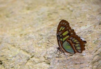 Butterfly on the ground