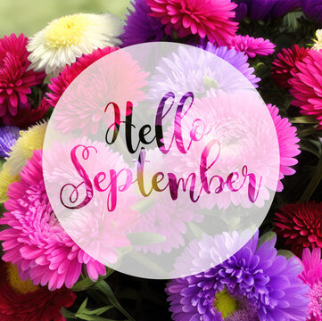 Hello September lettering on colorful aster flowers background, autumnal theme 