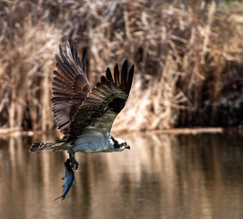 Osprey with fresh fish