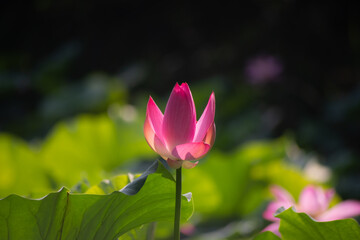 Obraz premium Close-up of Lotus in the Pond