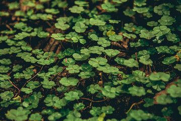 Clover Close Up