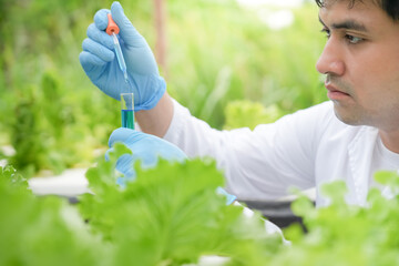 Organic farming, salad farm. Science farmers are checking water conditions during planting,...