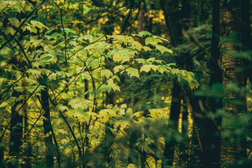 Leaves in turning color