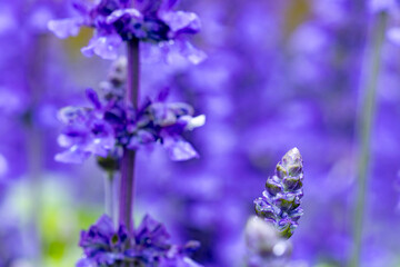 Closeup,selective soft focus.The beautiful purple blossoms in the field.Purple flowers in a flower garden in nature.Blurred  the background. Space for text and Beautiful violet flowers for background.