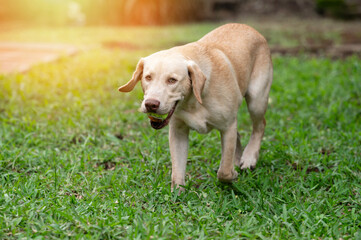 Brown labrador dog portrait looking in camera