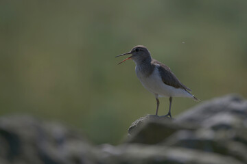 Common sandpiper
