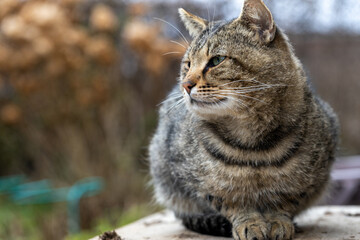 Cat sitting on the porch