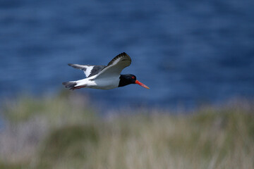 Oystercatcher in flight