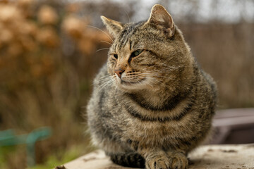 Cat sitting on the porch