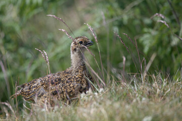 Young grouse