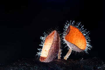 Hairy mushroom in rain forest at Saraburi Province, Thailand,