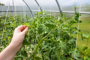 The gardener takes care of the tops of tomatoes in the greenhouse - cuts branches with green leaves. Concept gardening