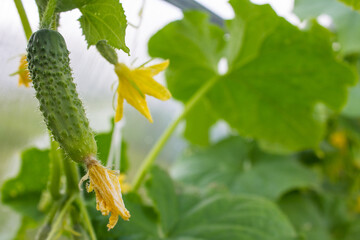 A small cucumber weighs on a branch with a green leaf and a blurred background with space to copy
