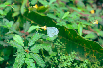 snail on leaf