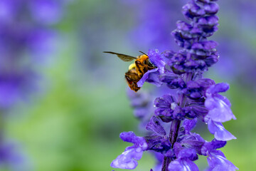 Closeup, Bee looking for pollen nectar.Bumble-bee perches on purple flower. Beautiful wild bumble bee sucking nectar from flower purple petals. Natural life cycle and ecosystem, nature travel.