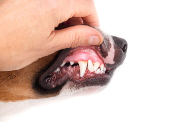 Dog teeth examination or checkup by veterinarian or pet owner. 16 months old puppy dog with white teeth. Minor tartar buildup on canine and signs of gum inflammation. Dental Health. Selective focus.