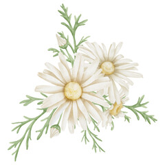 Fototapeta na wymiar Daisy Flowers. Hand drawn Floral watercolor illustration of white Chamomile on isolated background. Botanical drawing for greeting cards or wedding invitations. Artistic sketch for icon or logo.