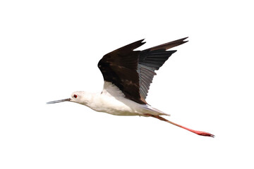 Beautiful of Pied stilt flying isolated on transparent background png file	