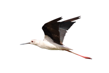 Beautiful of Pied stilt flying isolated on transparent background png file	