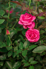 Roses flowers branch and leaves. Aesthetic floral background.