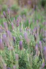 close up of lavender flowers