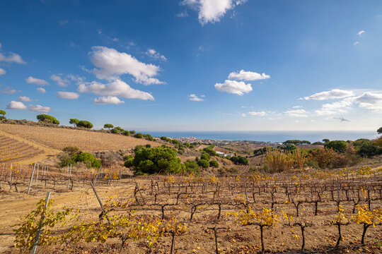 Wine landscape with vineyards during autumn in the Alella denomination of origin area in the province of Barcelona in Catalonia Spain
