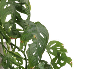 Houseplant with damaged leaves on white background, closeup
