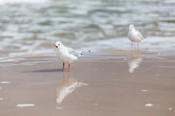 Seagull in the natural environment on the Baltic Sea.
