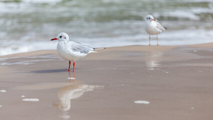 Seagull in the natural environment on the Baltic Sea.