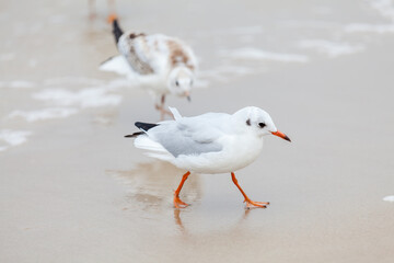 Seagull in the natural environment on the Baltic Sea.