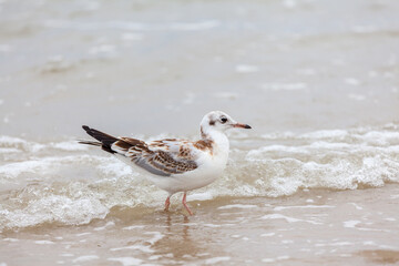 Seagull in the natural environment on the Baltic Sea.