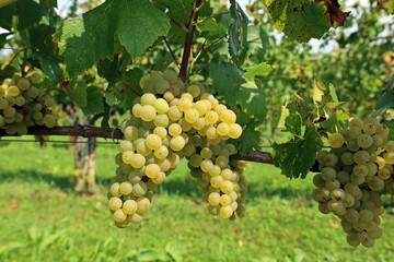 Ripe Chardonnay Blanc grapes hanging on vine in the end of summer.