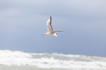Seagull in the natural environment on the Baltic Sea.