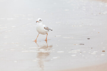 Seagull in the natural environment on the Baltic Sea.