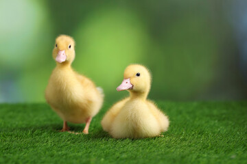 Cute fluffy ducklings on artificial grass against blurred background, closeup. Baby animals
