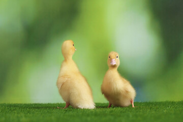 Cute fluffy ducklings on artificial grass against blurred background, closeup. Baby animals