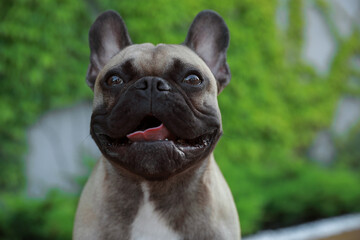 Obraz premium Cute French bulldog outdoors, closeup. Lovely pet