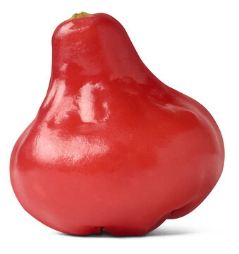close-up of jambu or rose apple, aka water, wax or jamaican apple, bell fruit or wax jambu, tropical and subtropical crunchy fruit has light flavor of sweet and sour, isolated on white background