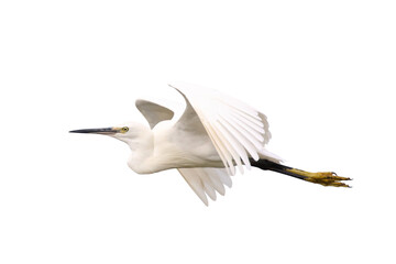 Beautiful of Egret flying isolated on transparent background png file