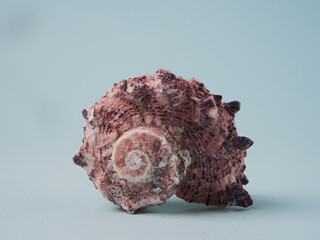 Summer concept with seashells and starfish on pastel blue background. Top view, flat lay       