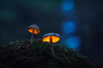 GLOWING MUSHROOMS
