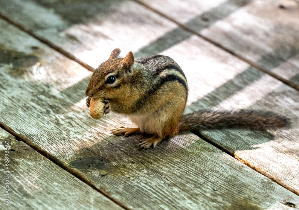 Sticker Striped chipmunk eating a peanut on a weathered wooden deck